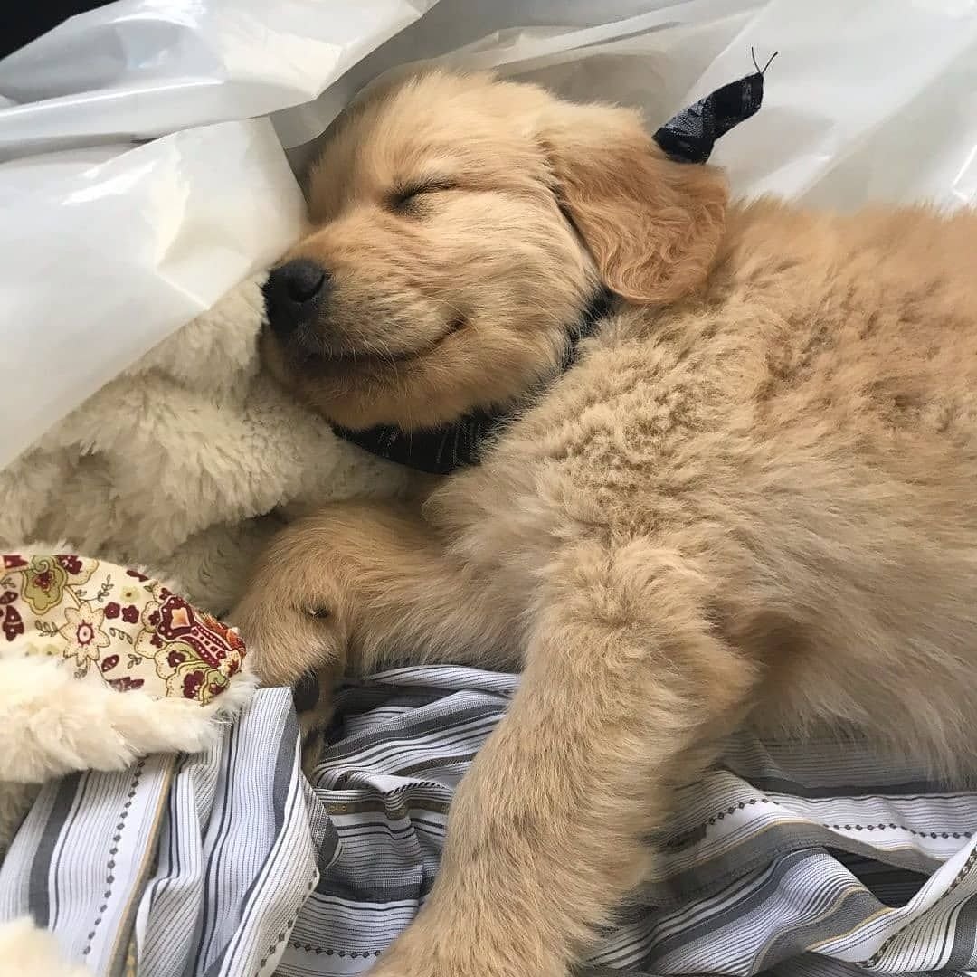 Эстетика собачек