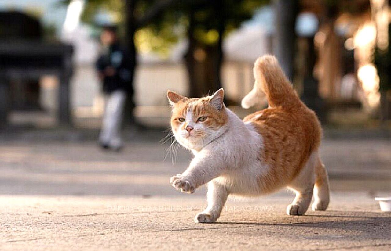 Шагающий кот. Кошка идет. Котик гуляет. Кошка бежит. Рыжий кот гуляет.