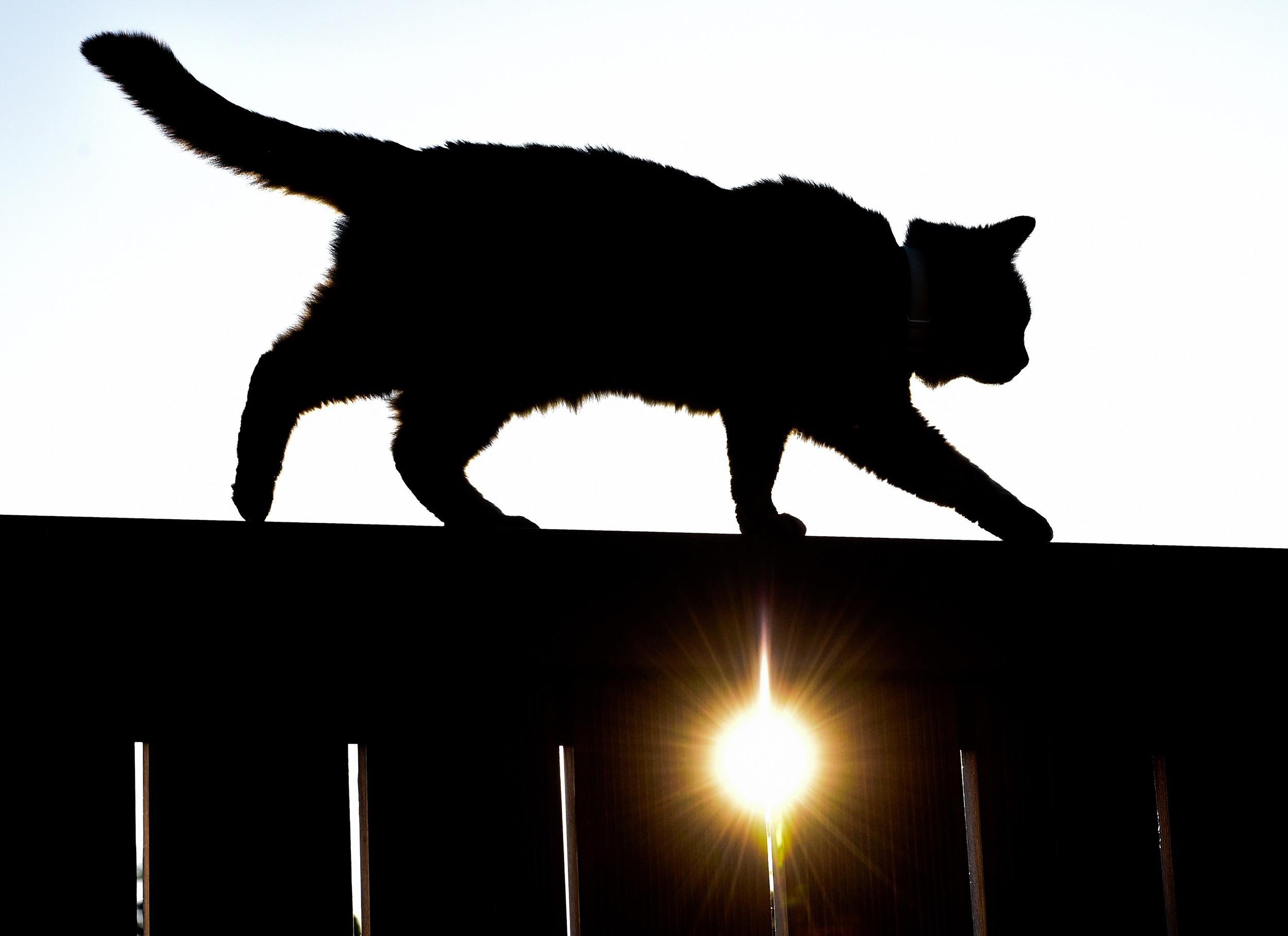 Гуляющая кошка песня. Черный кот на заборе. Кот на заборе. Кот идет. Кот идет по забору.