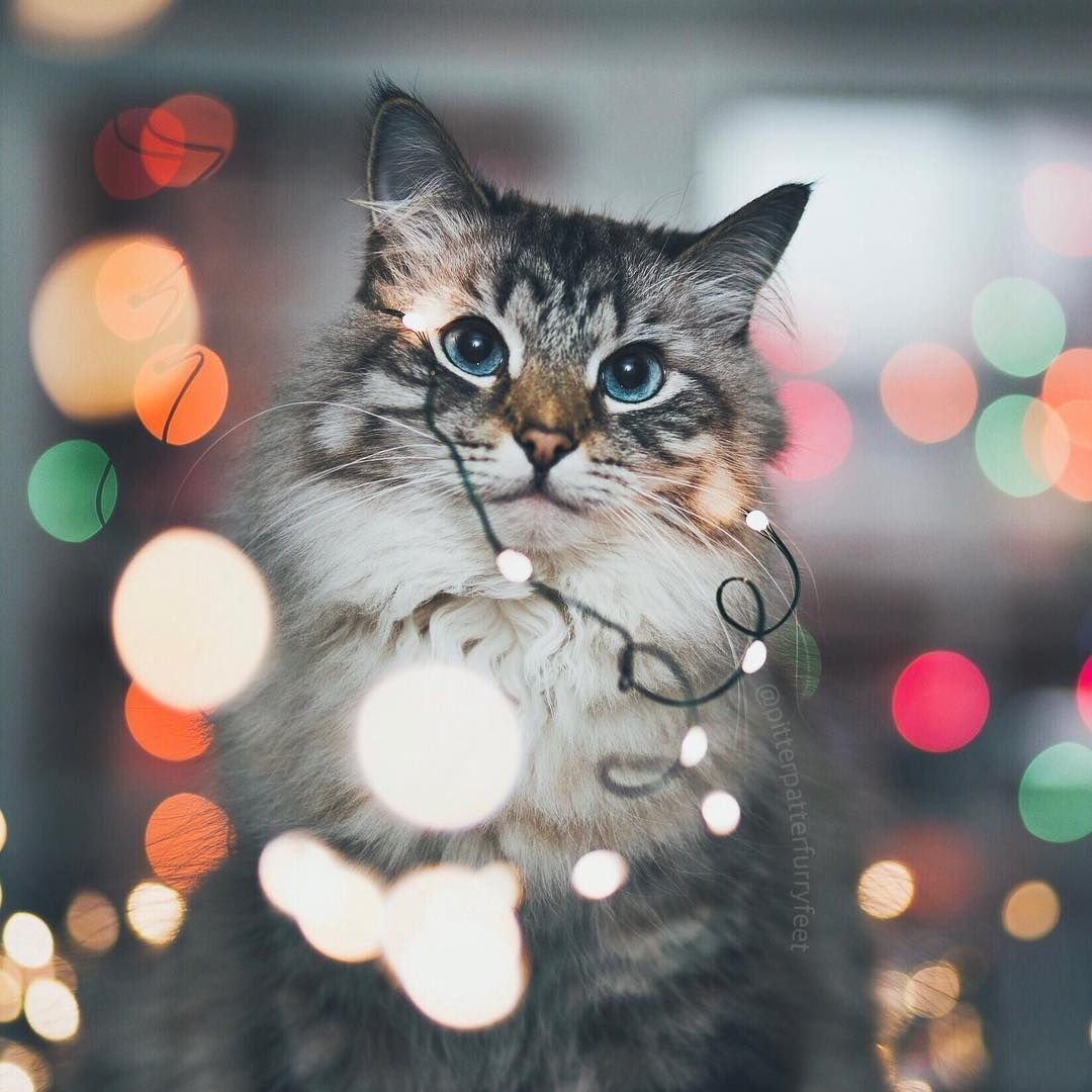 Котик в гирлянде