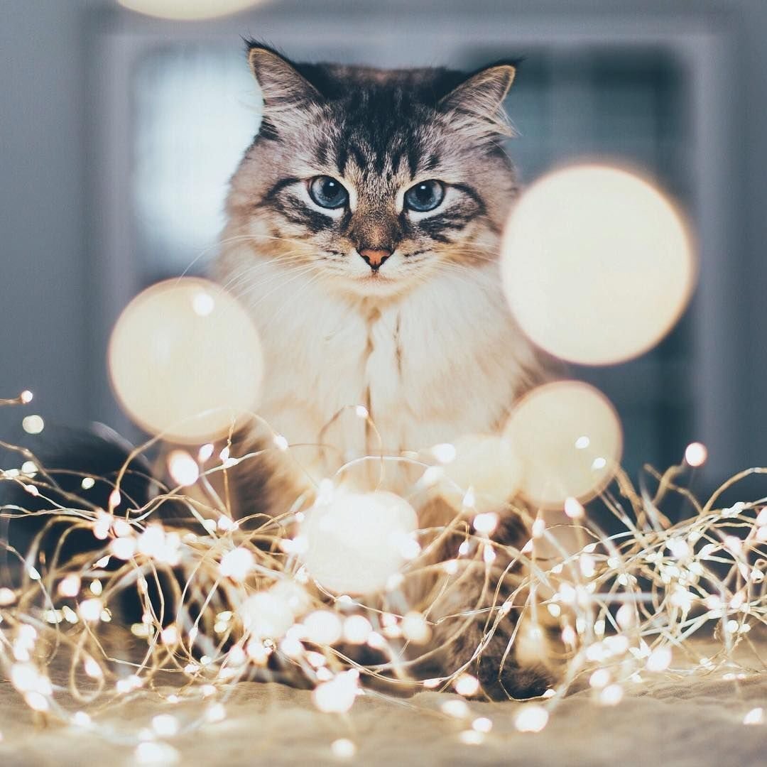 Котик в гирлянде