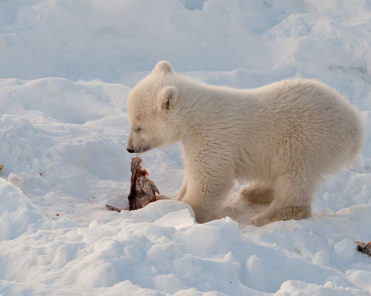 Арктическая пустыня животные