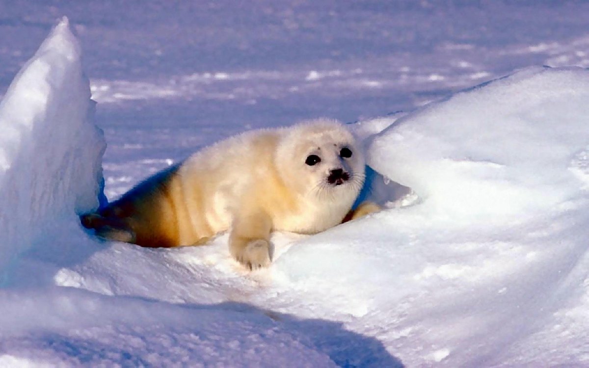 Антарктида животные тюлень Белек