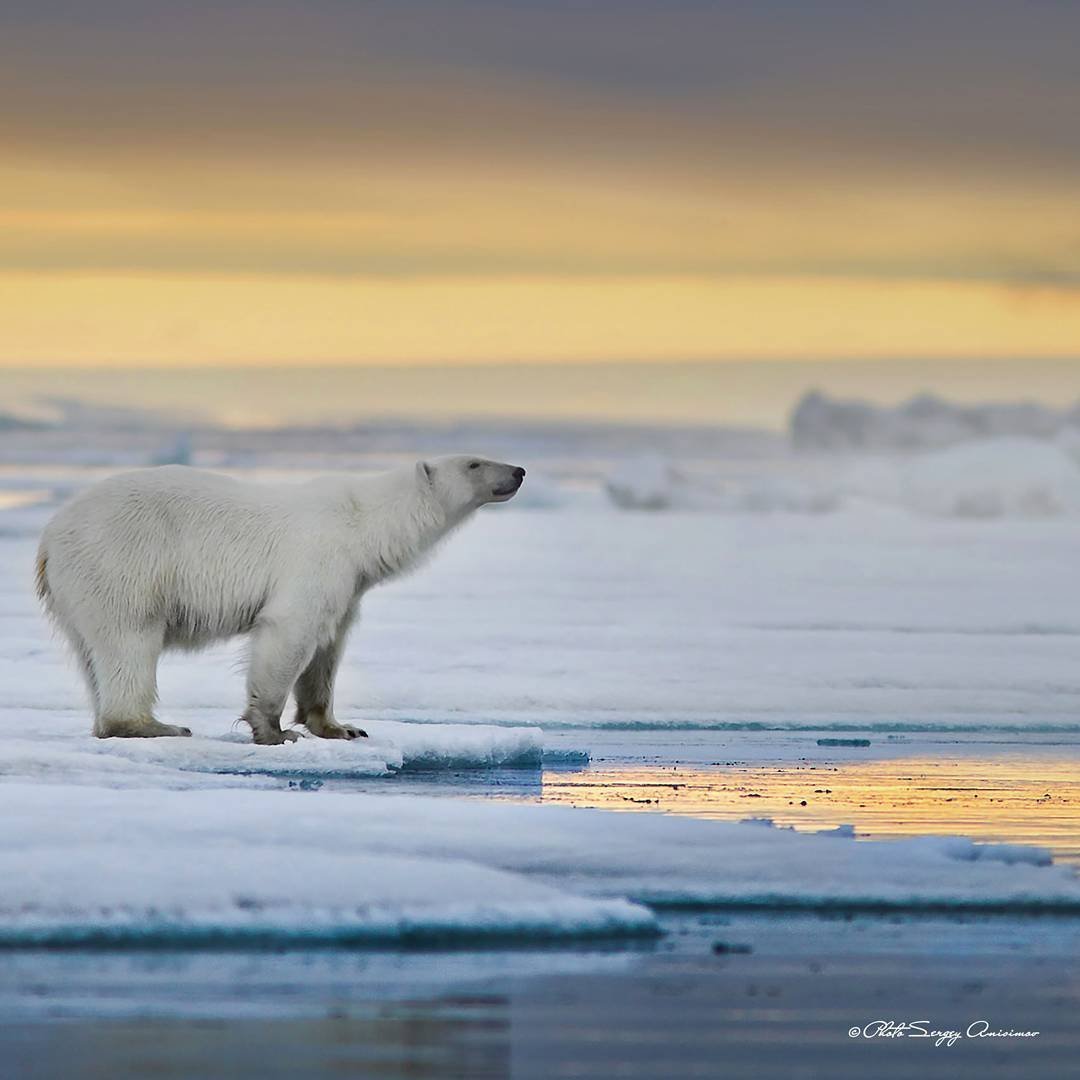 Белые медведи арктических пустынь России