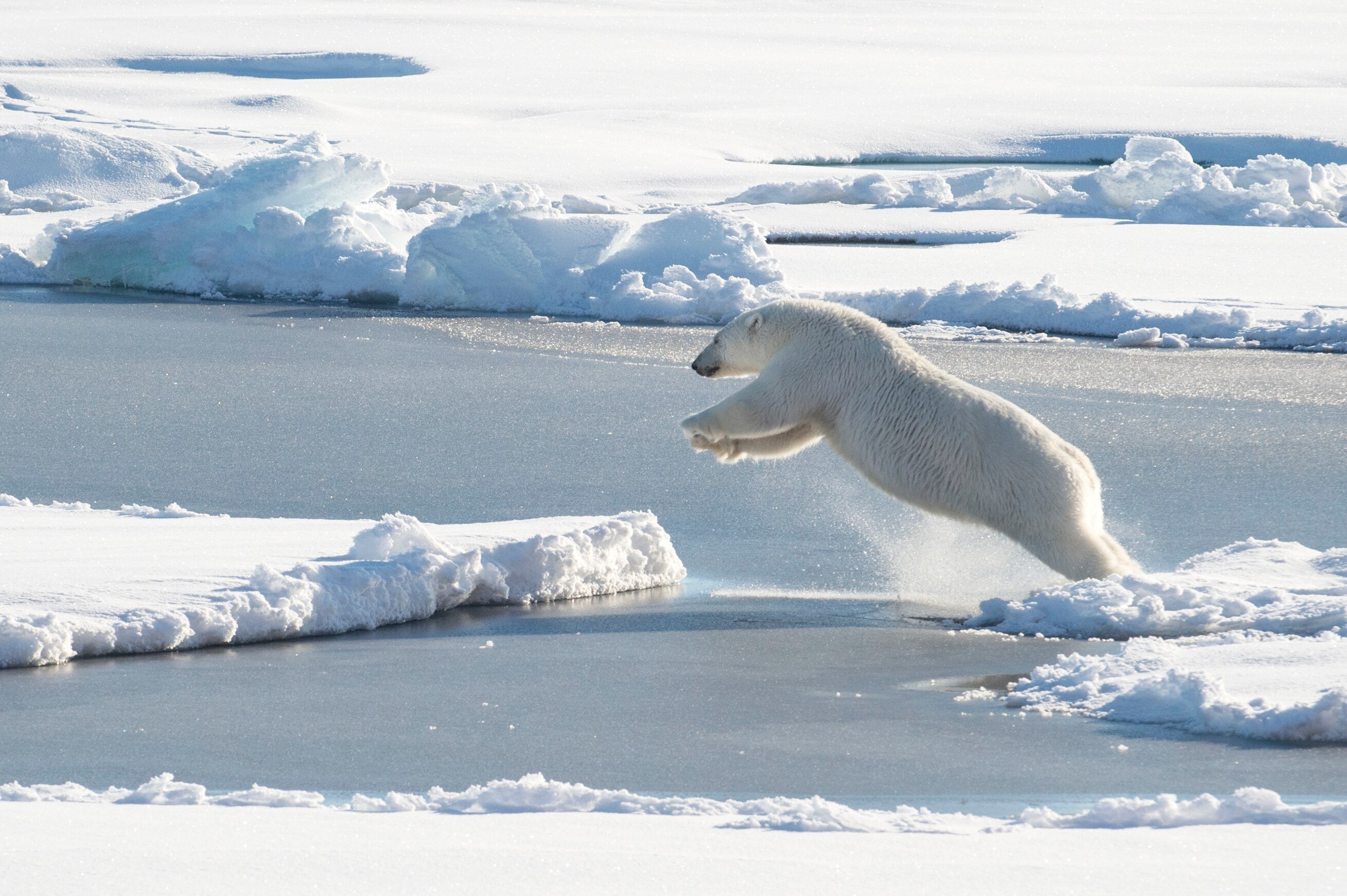 Белый медведь бег. Северный Ледовитый океан белый медведь. Зона арктических пустынь белый медведь. Арктические пустыни белый медведь. Животные арктических пустынь белый медведь.
