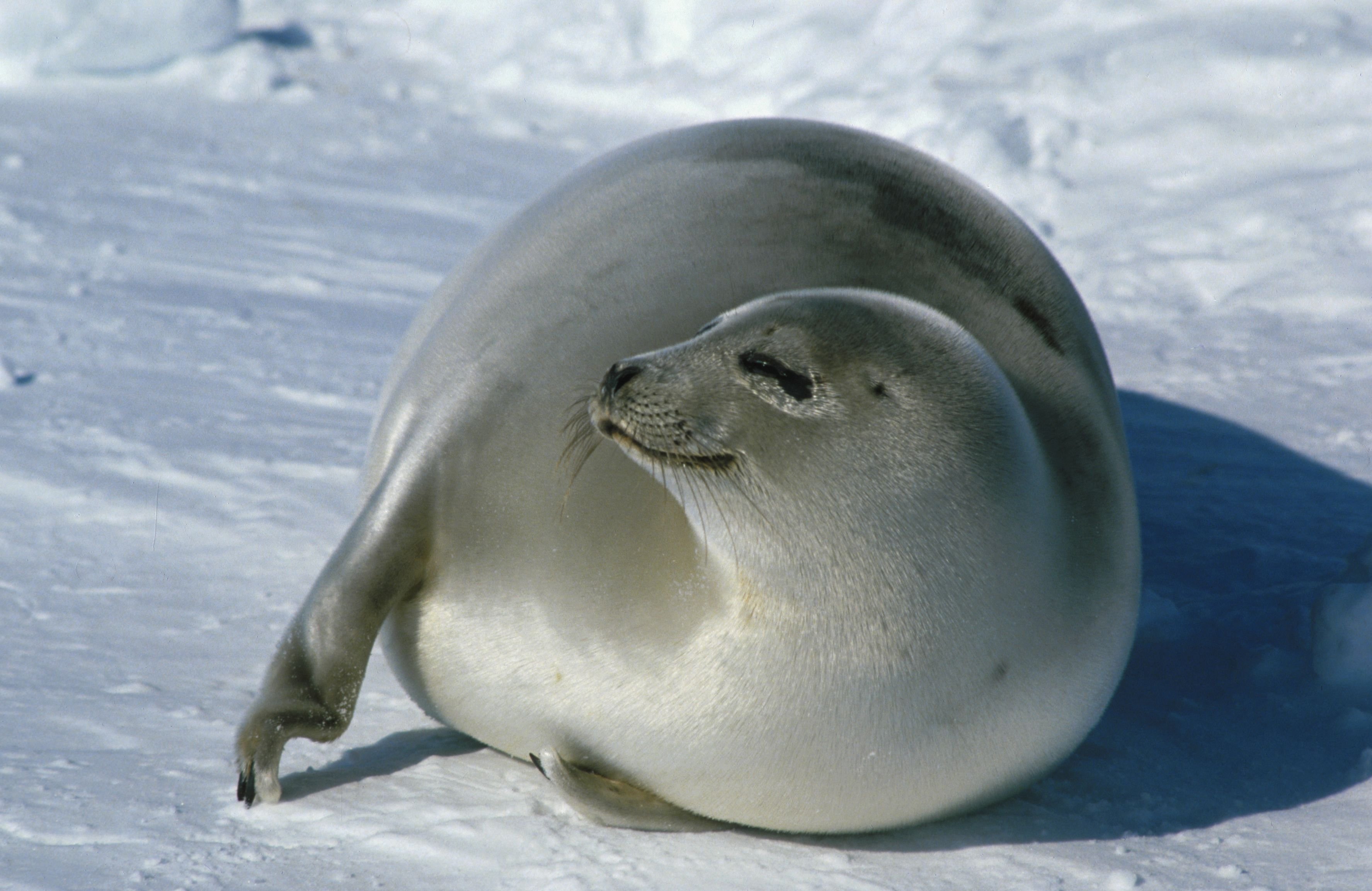 Гренландский тюлень. Арктическая Гренландский тюлень. Гренландский тюлени арктических пустынь. Тюлени в Арктике.