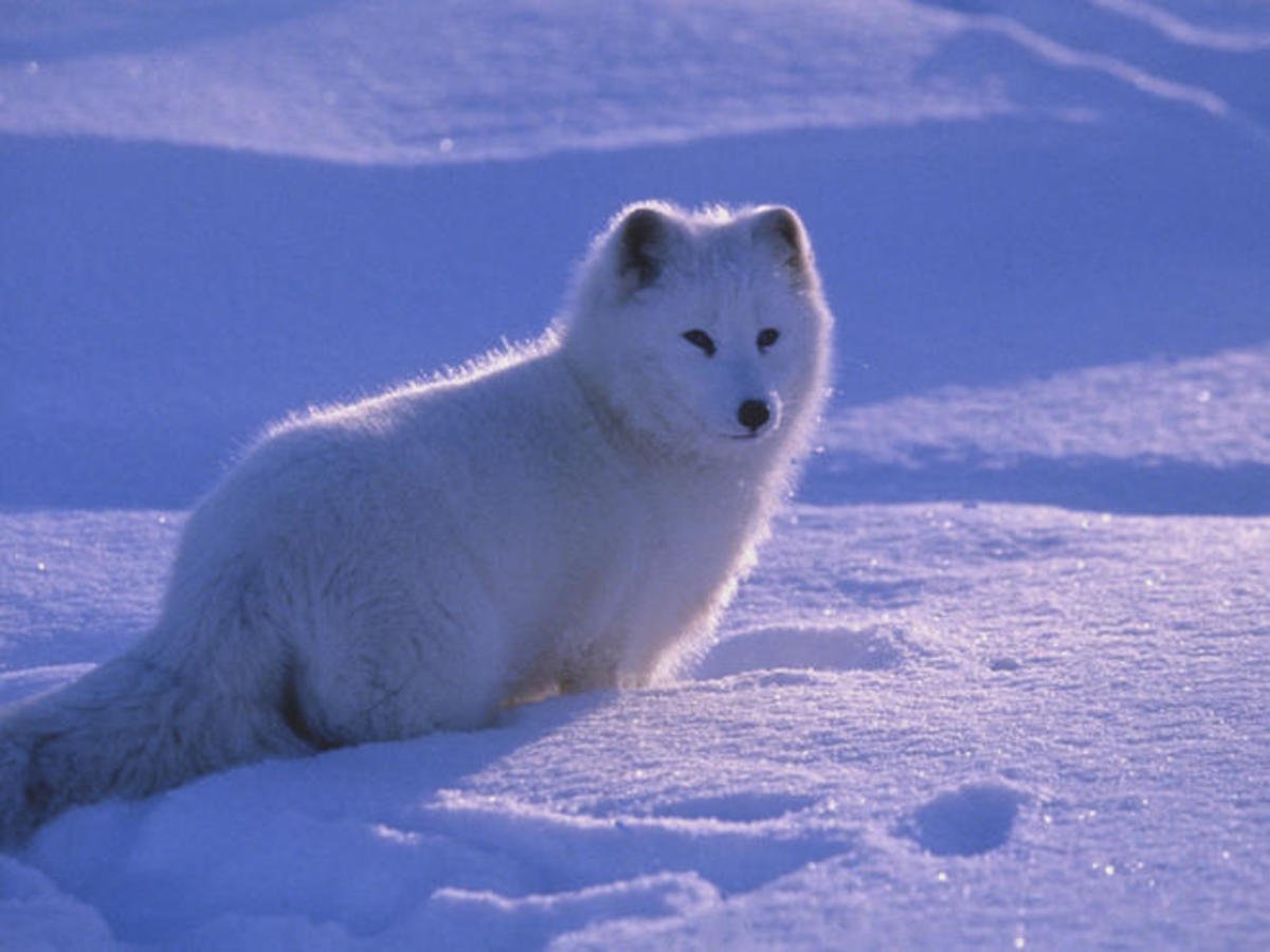 Животные Арктики Полярная лисица (песец)