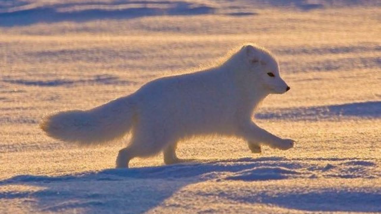 Ямало ненецкий автономный округ полярный волк