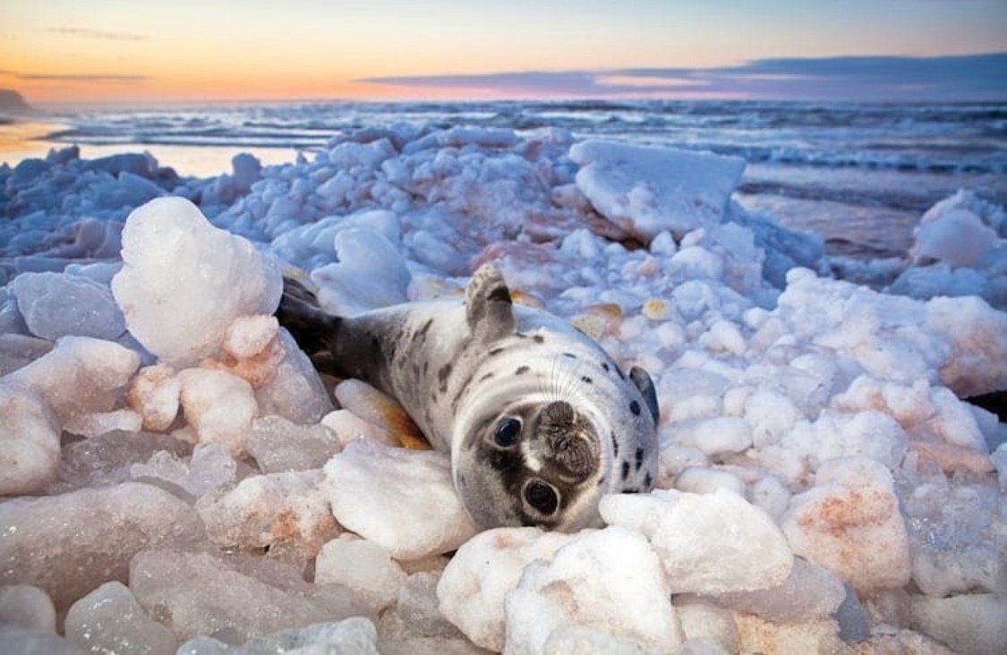 Нерпа Северная Полярная