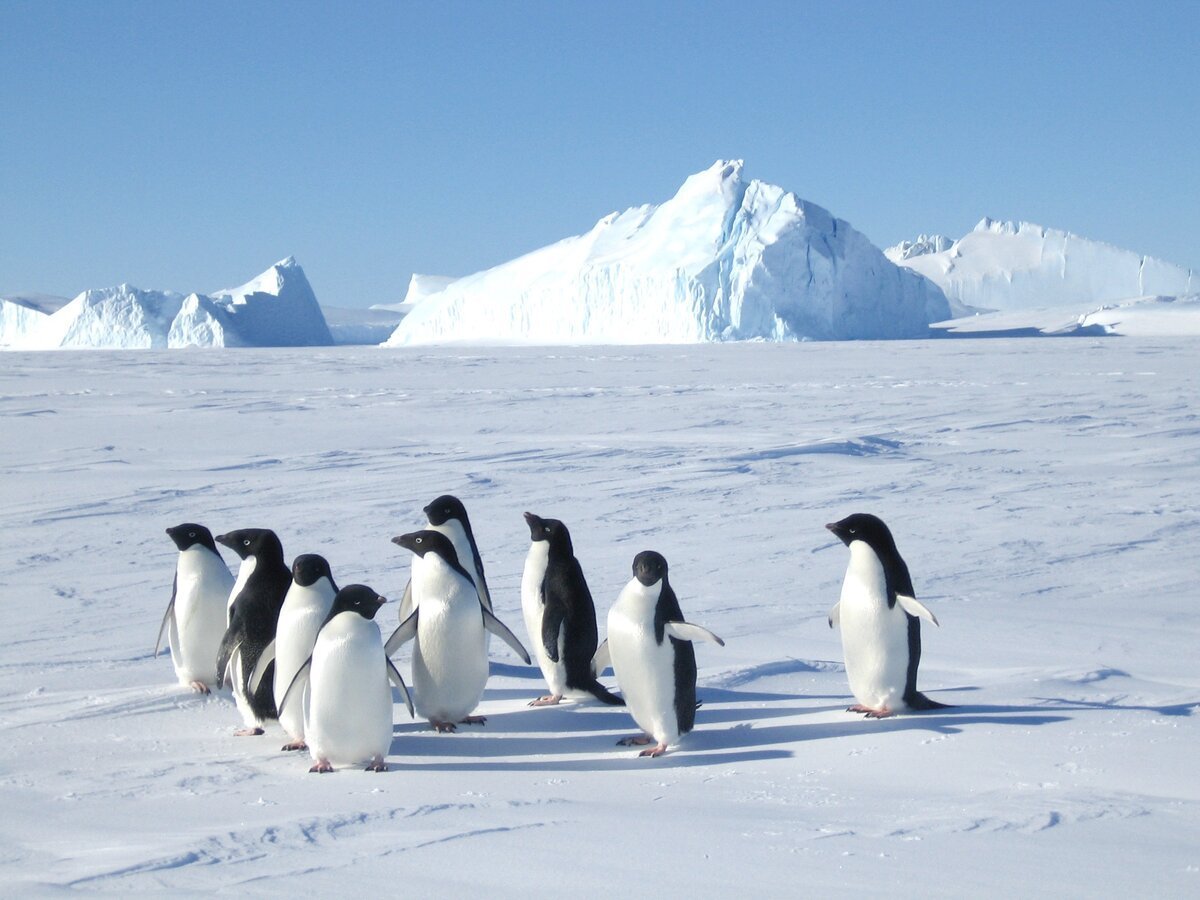 Жители Антарктиды