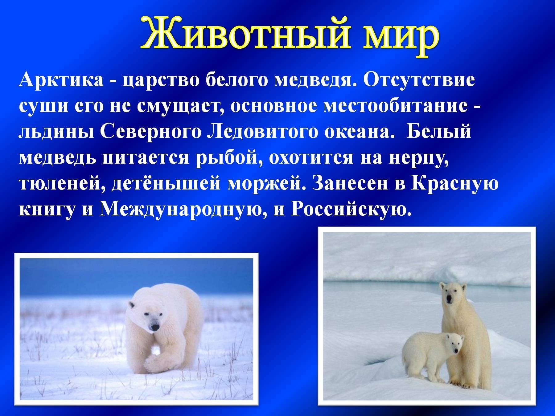 Определите животных арктических пустынь. Животные Арктики доклад. Презентация по Арктике. Животный миарктических пустынь. Доклад о животных Арктики.