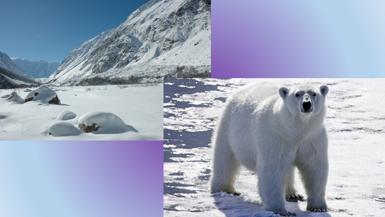 Животный мир природной зоны арктические пустыни. Животные Арктики. Арктические пустыни. Арктическая пустыня природная зона. Животные и растения Арктики.