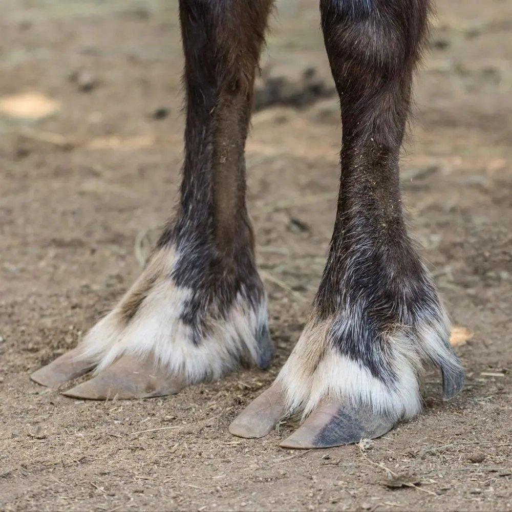 Северный олень широкие копыта