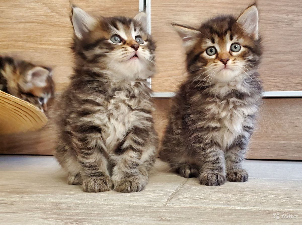 Породистый Сибирский котенок