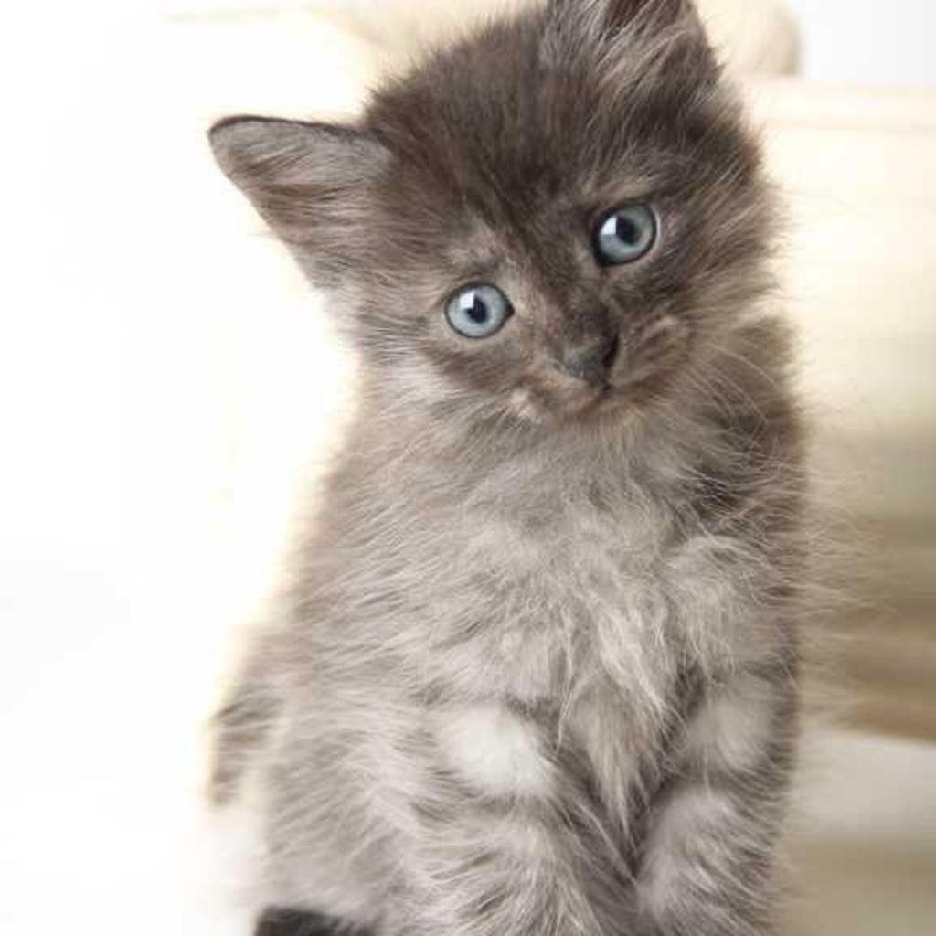 Серый пушистый котенок