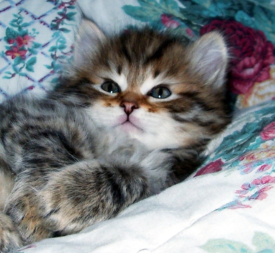 Сибирский котенок маленький