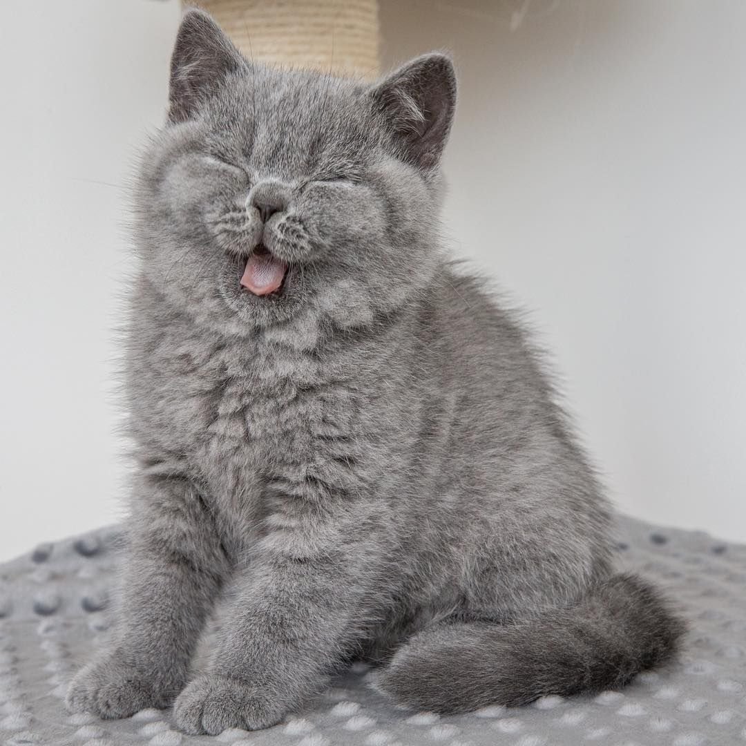 Скоттиш страйт серый