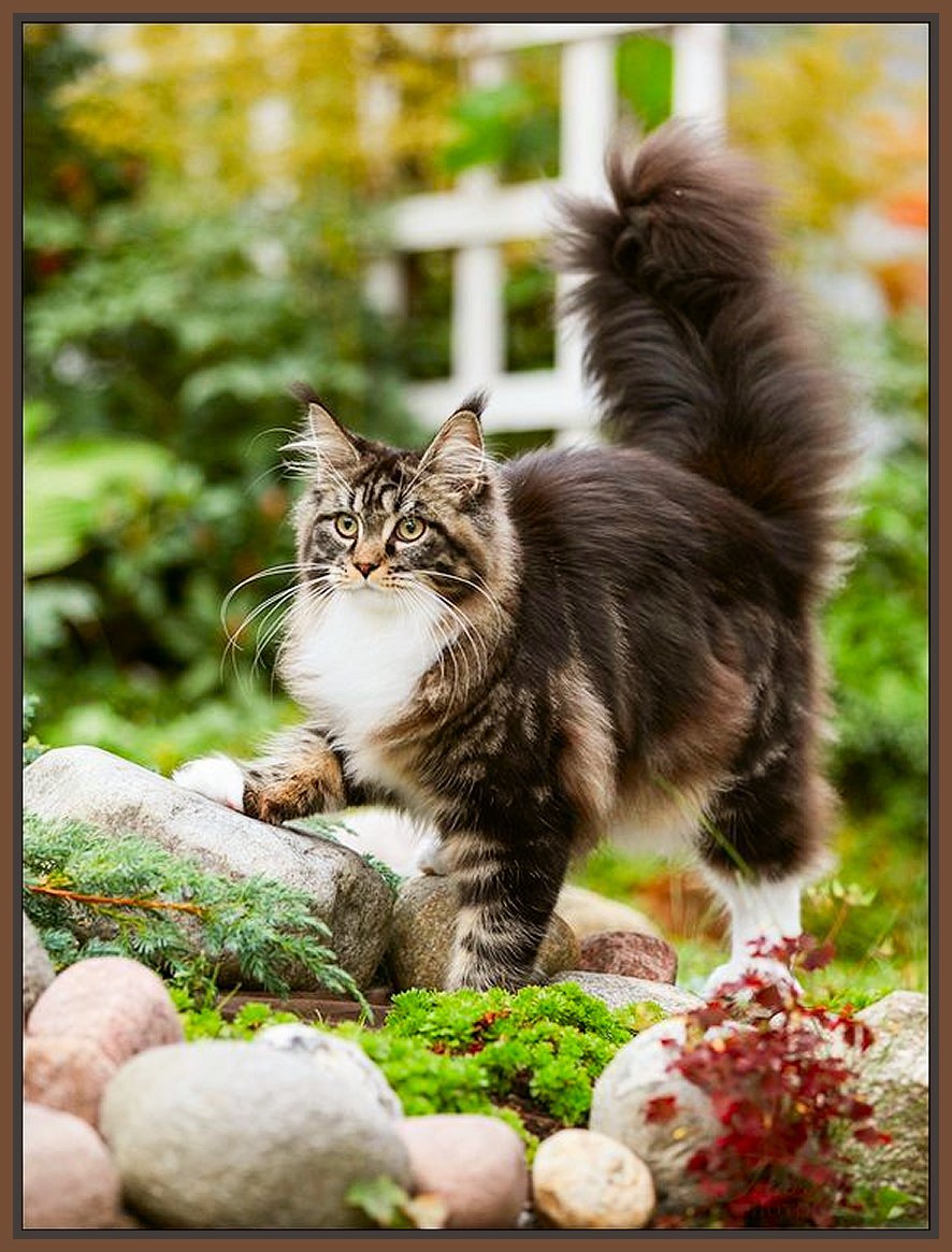 Мейн кун и Норвежская Лесная