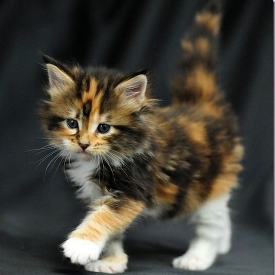 Котята Мейн кун метисы трехцветные