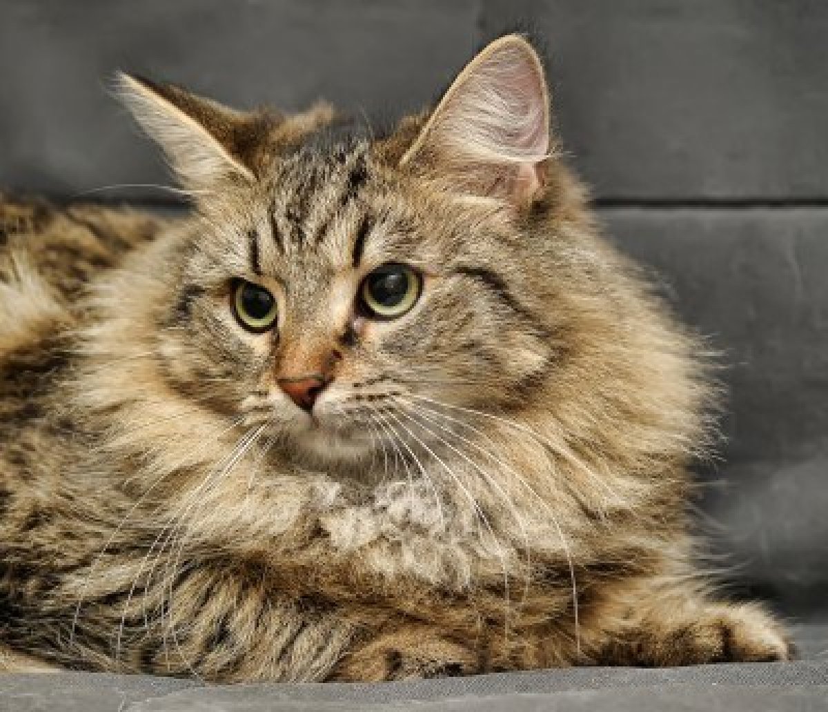 Порода кошек Сибирский Барс