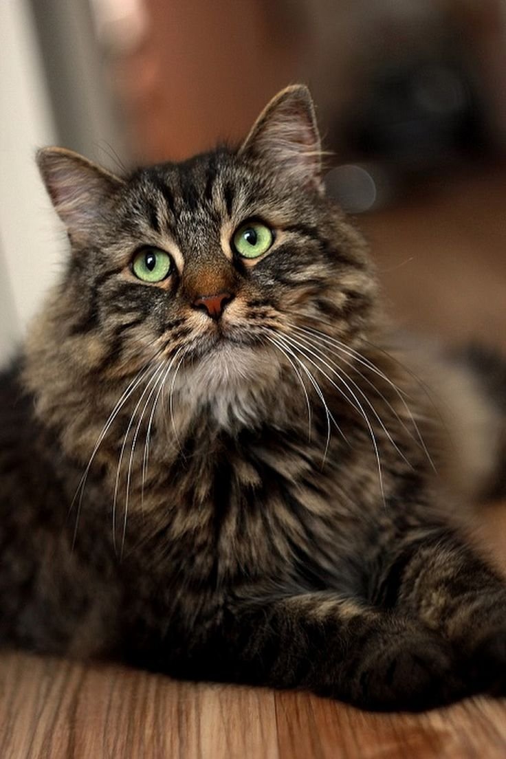 Кот сибирской породы полосатый