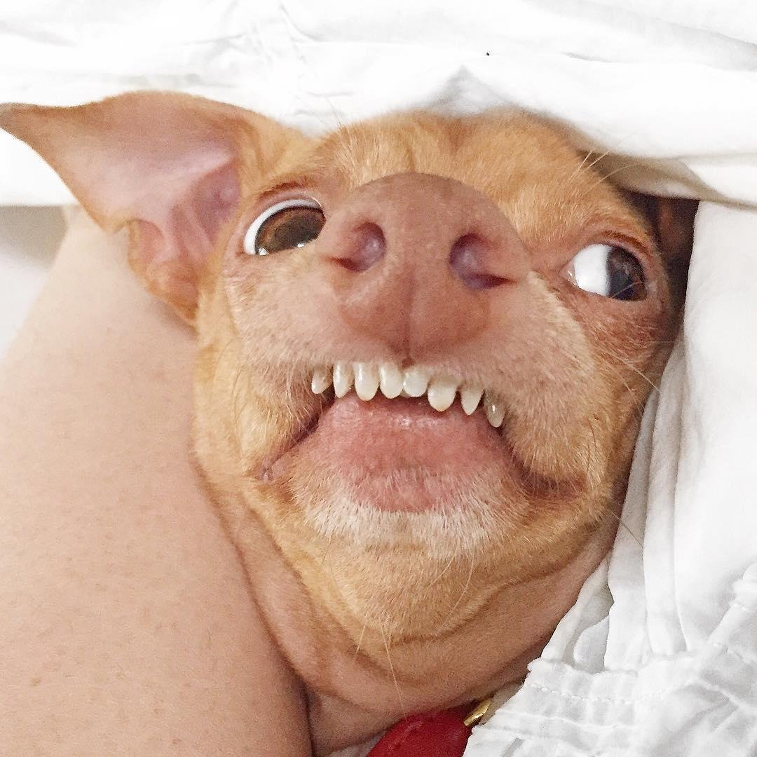 Собака с человеческими зубами