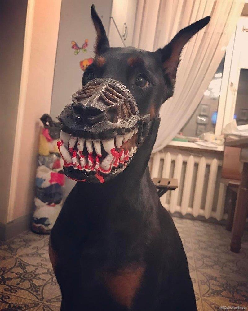 Доберман в наморднике злой