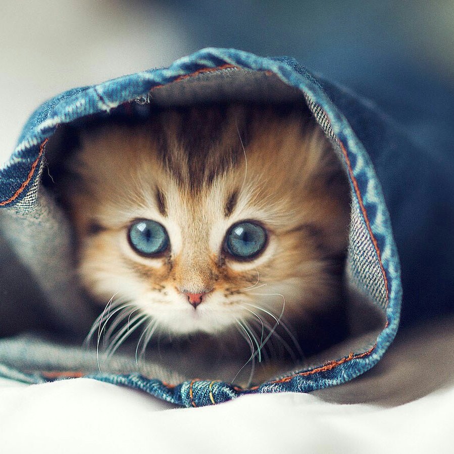 Самые милые котята