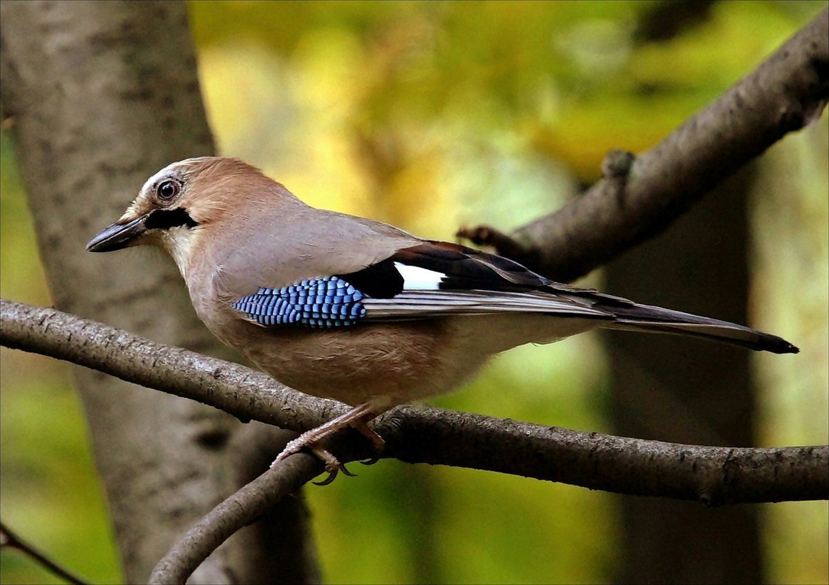 Сойка европейская