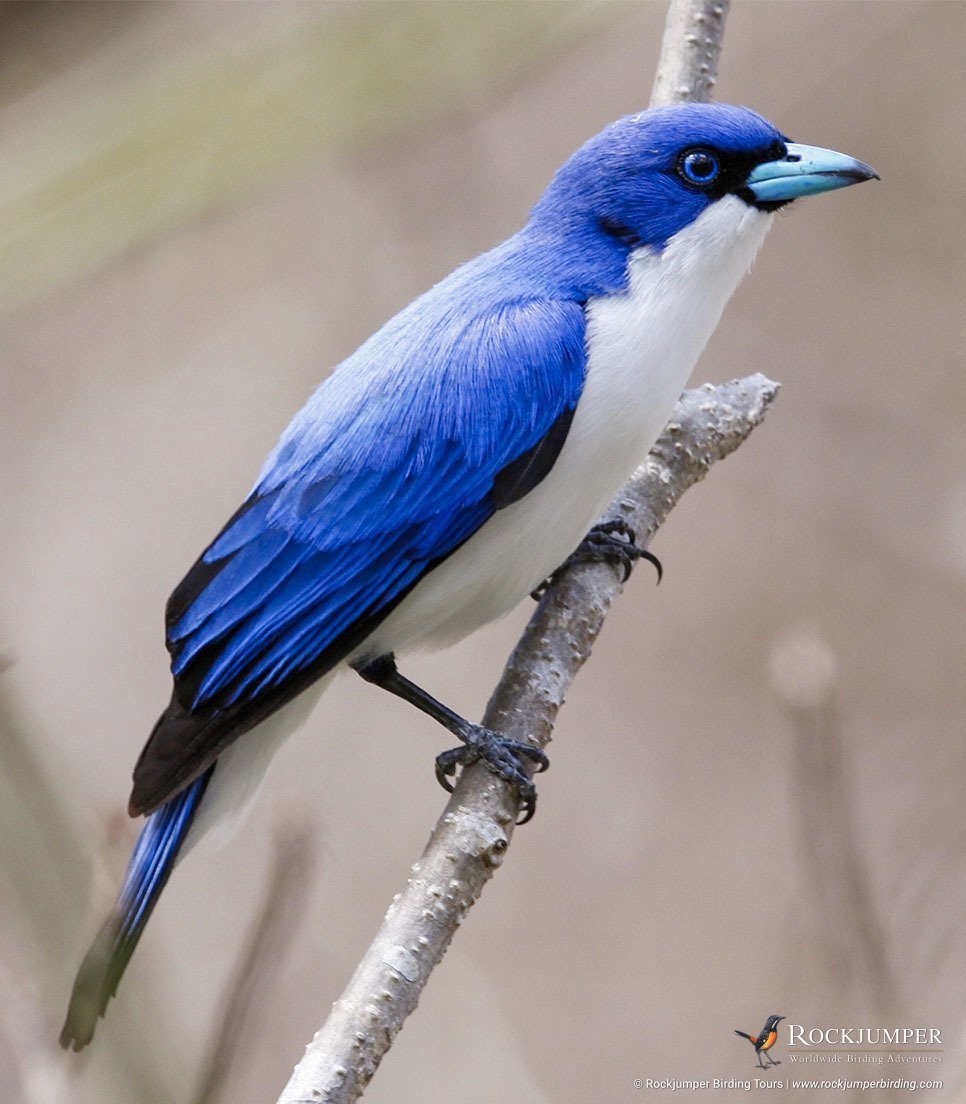 Синяя Ванга Cyanolanius madagascarinus
