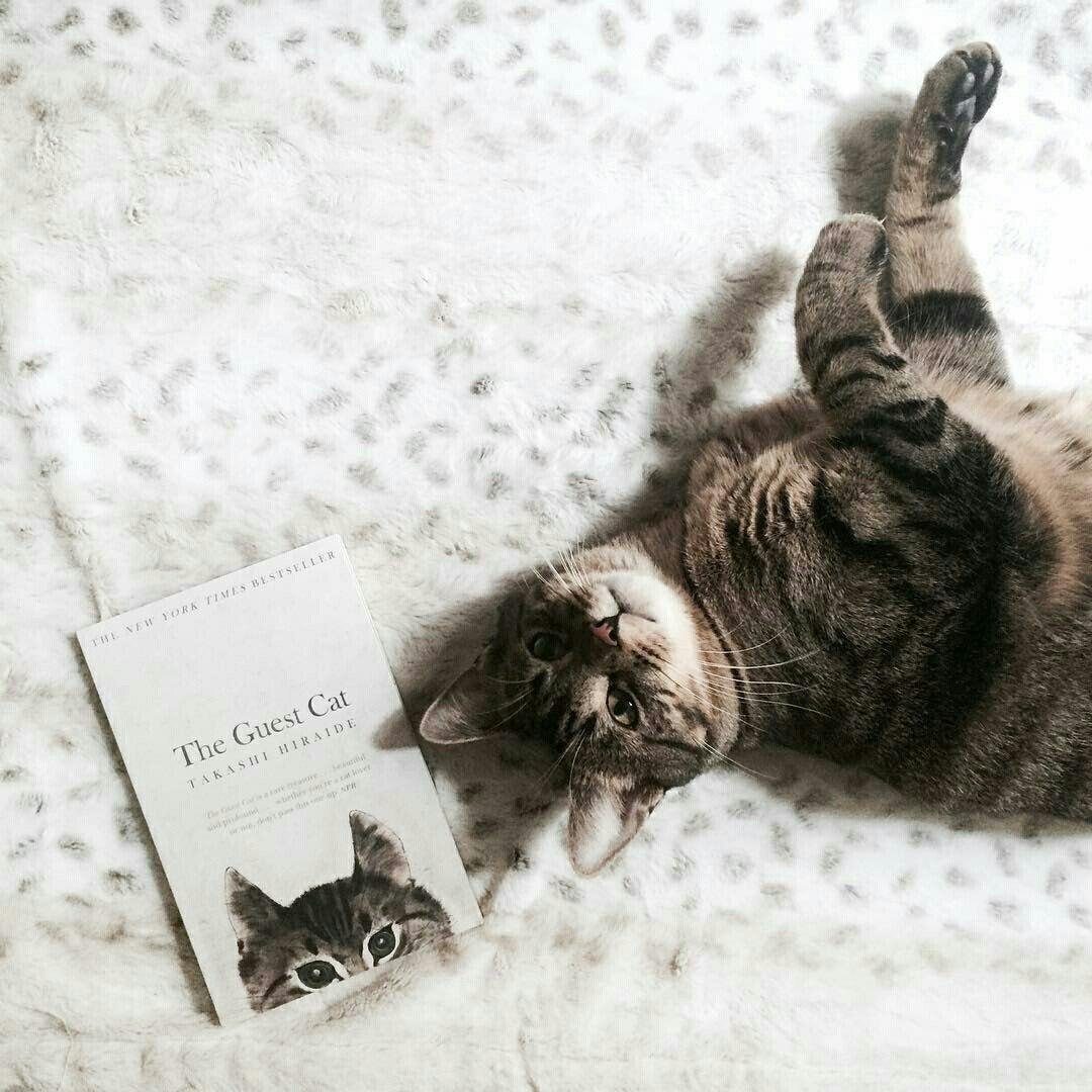 Красивые обои с котиками Эстетика