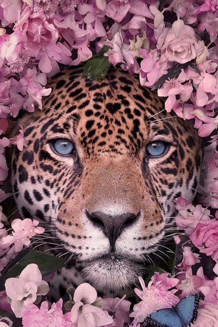 Картинки на айфон животные