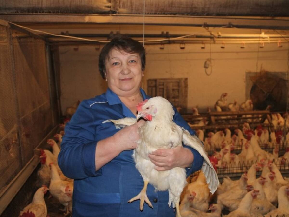 Царевщина Саратовская область птицефабрика