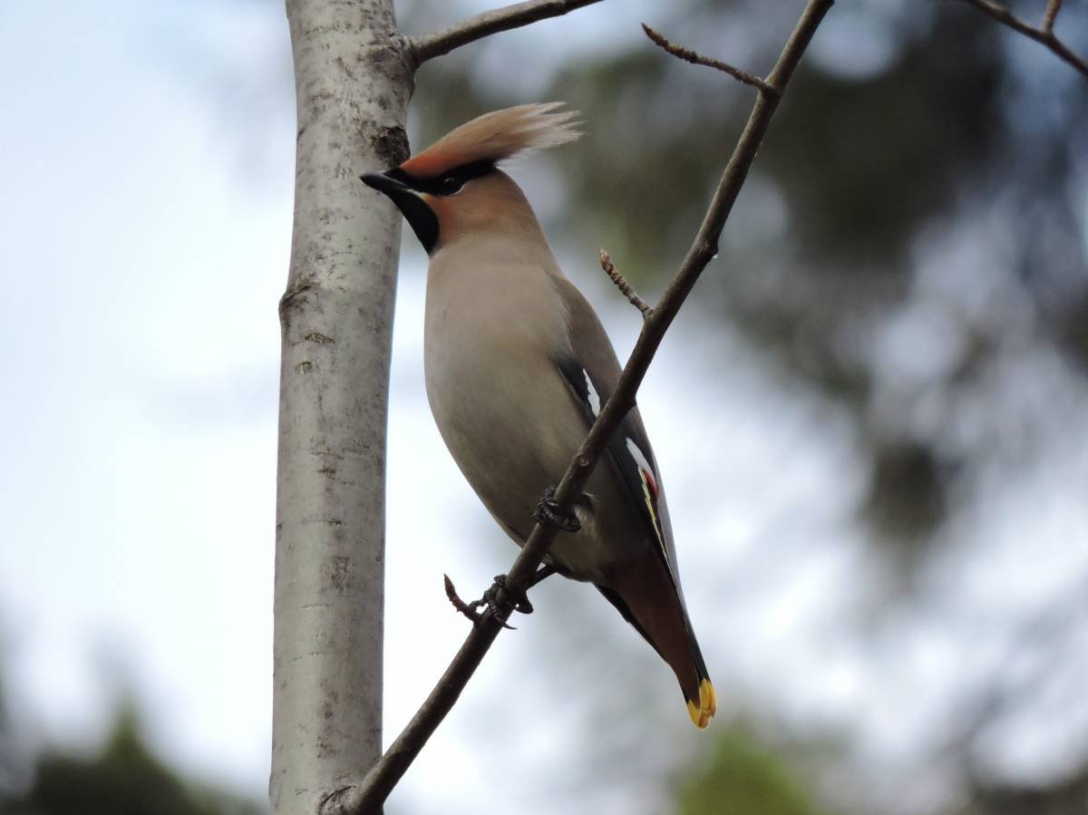 Птицы Брянской области с названиями
