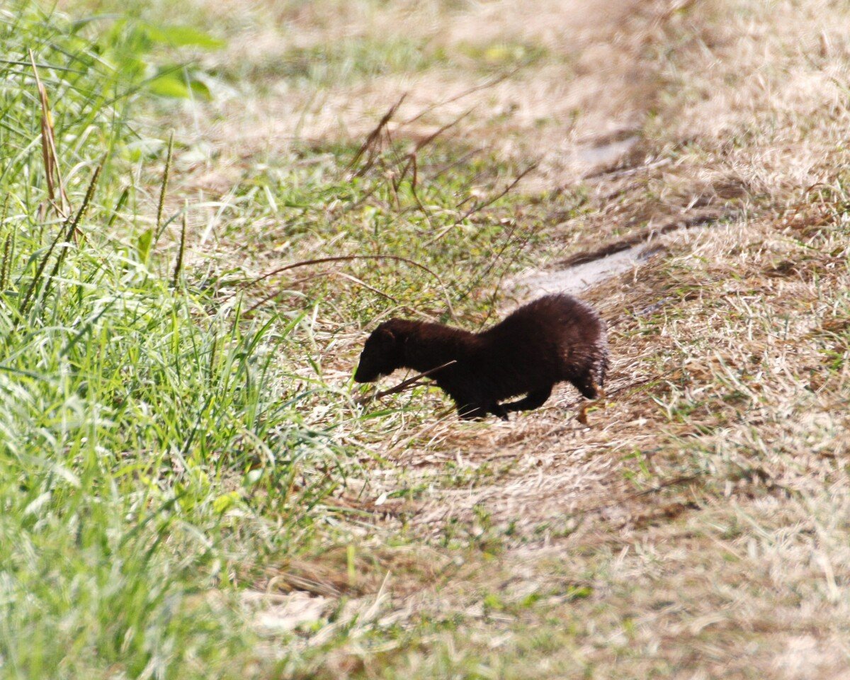 Заповедник Брянский лес
