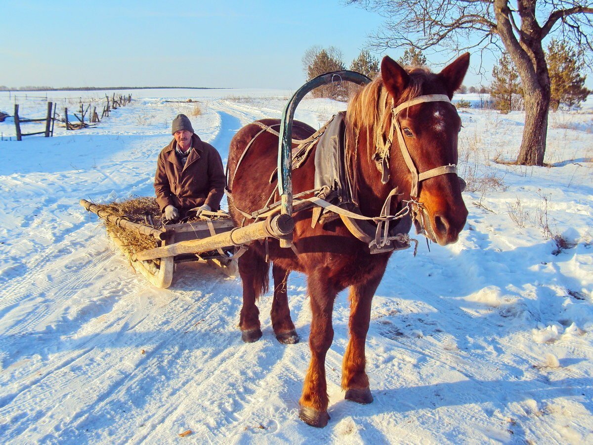 Лошадь с санями