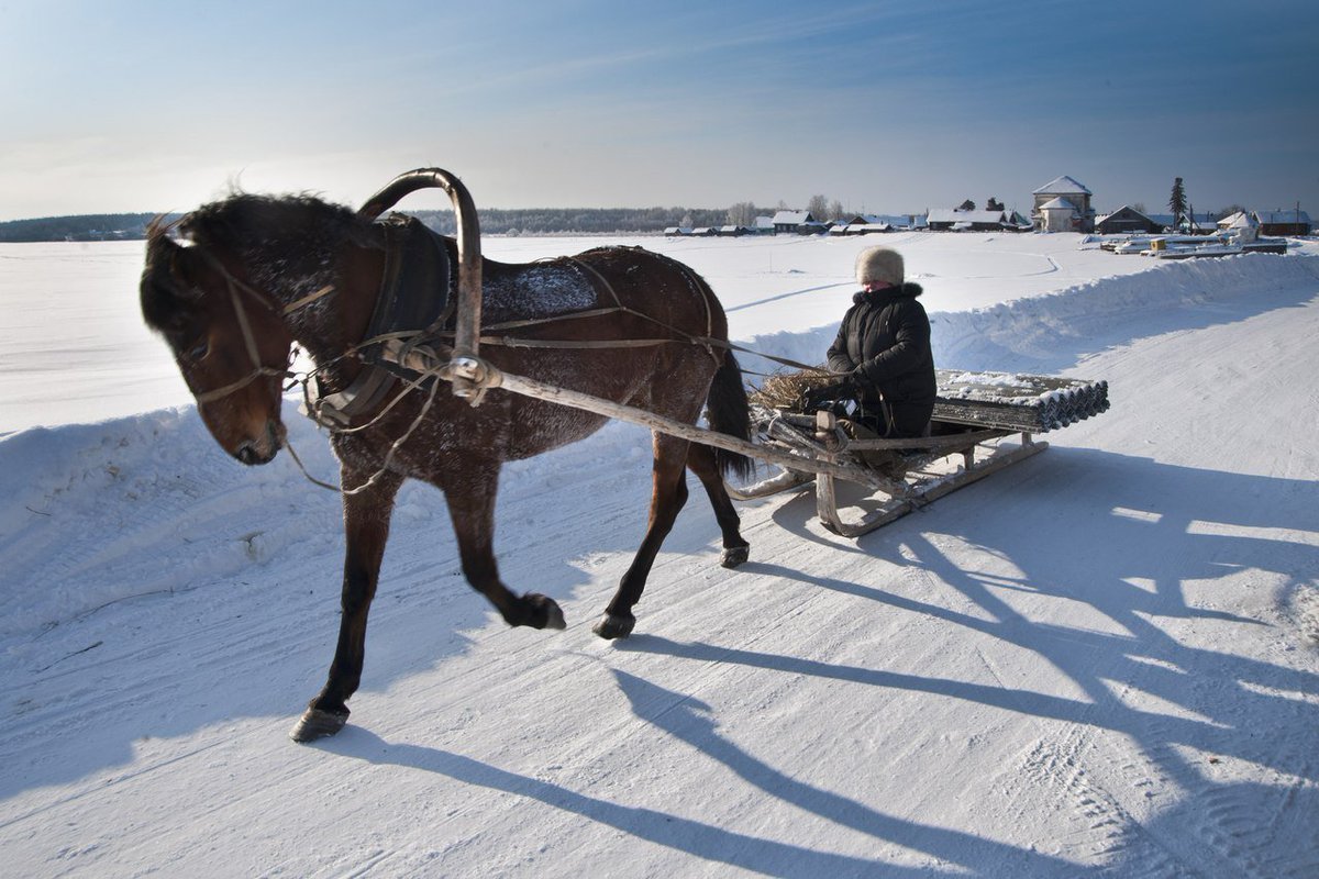 Сани для лошади
