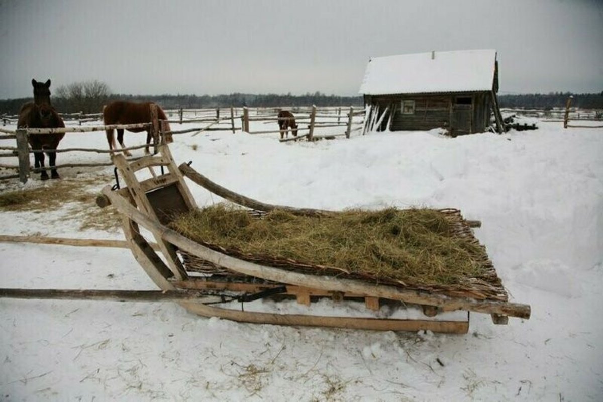 Сани конные дровни
