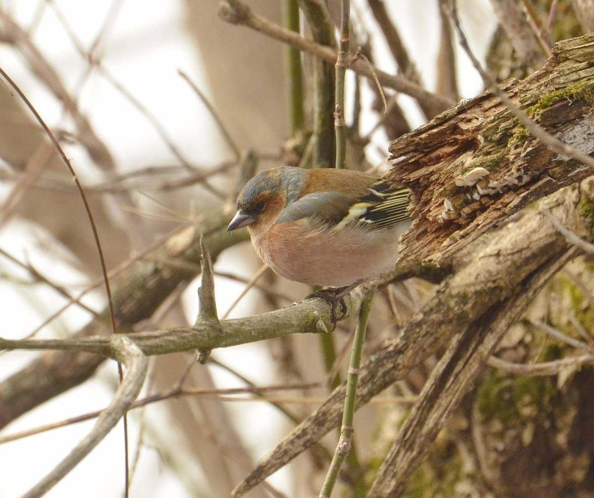 Зяблик в Тульской области