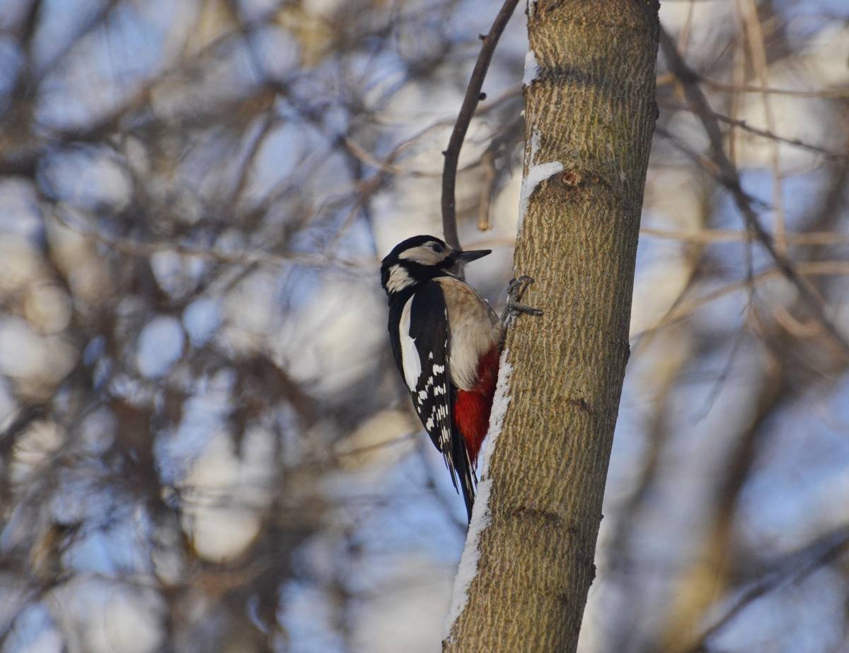 Дятлы Тульской области
