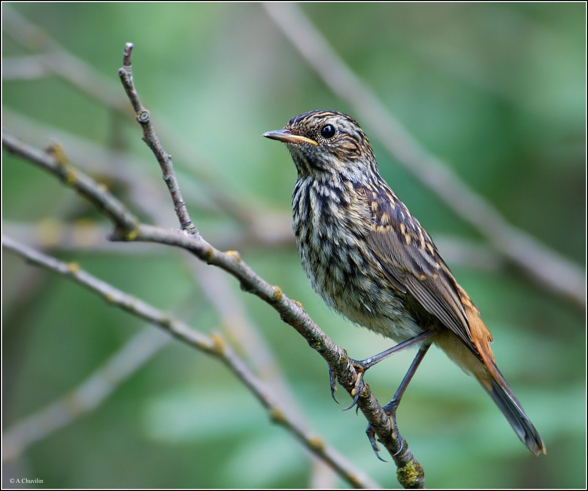 Варакушка птенец