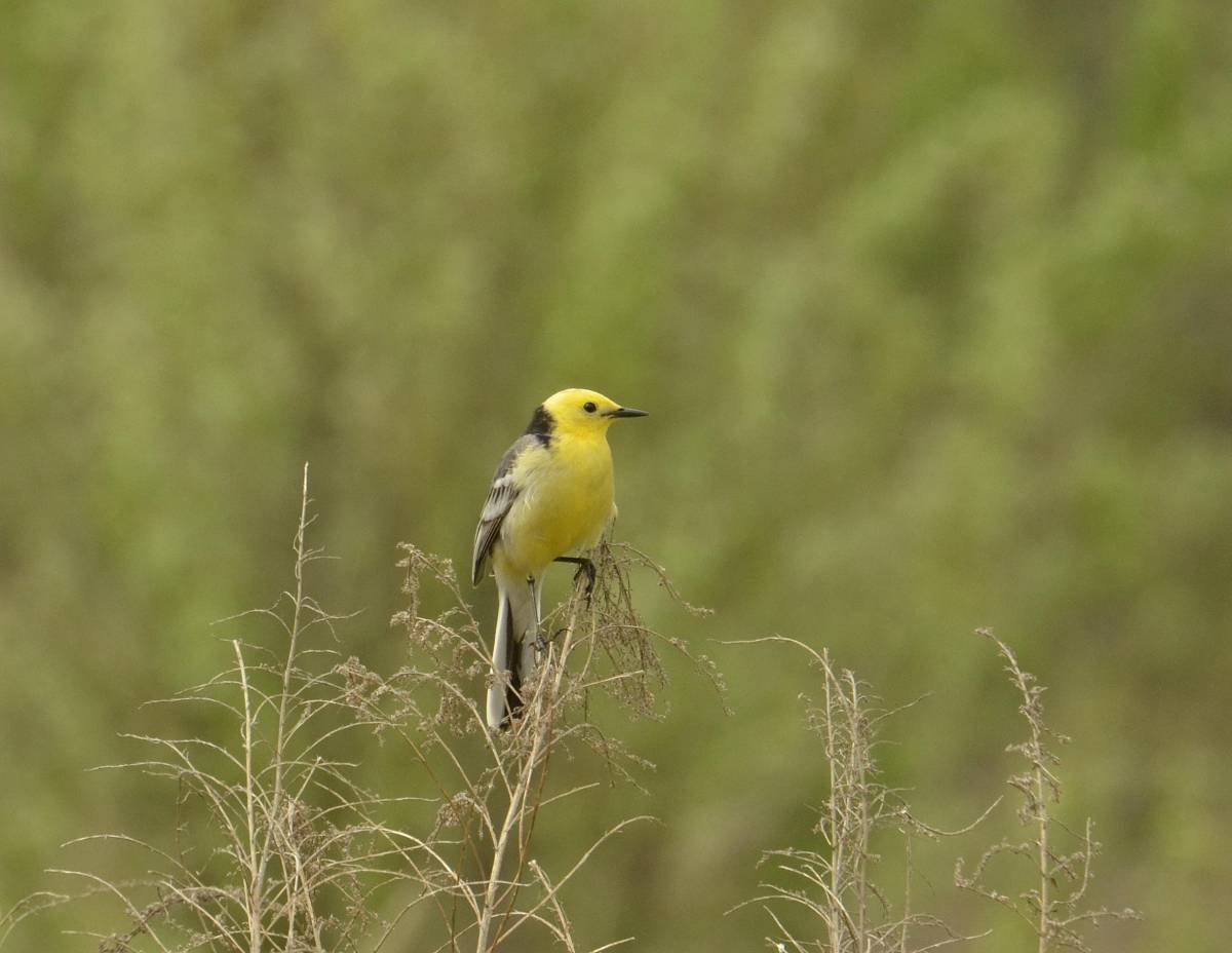 Трясогузка желтоголовая ‒ Motacilla citreola (Pallas, 1776)