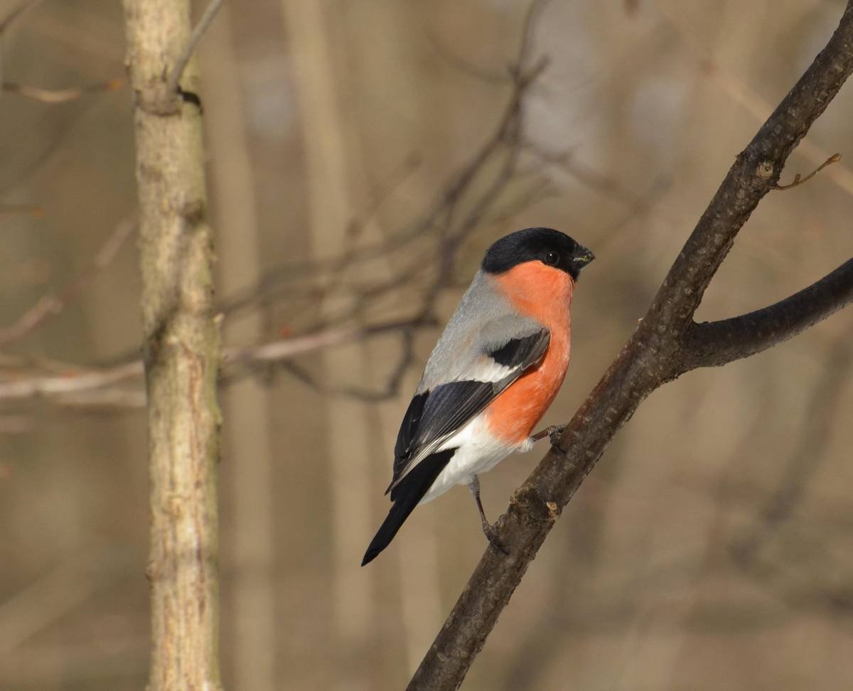 Птицы Тульской области