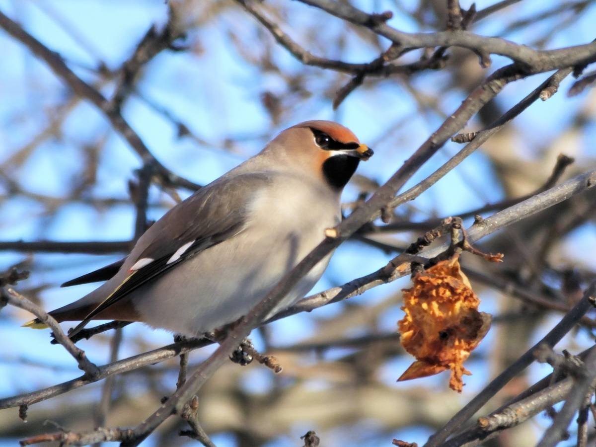 Птицы Тульской области