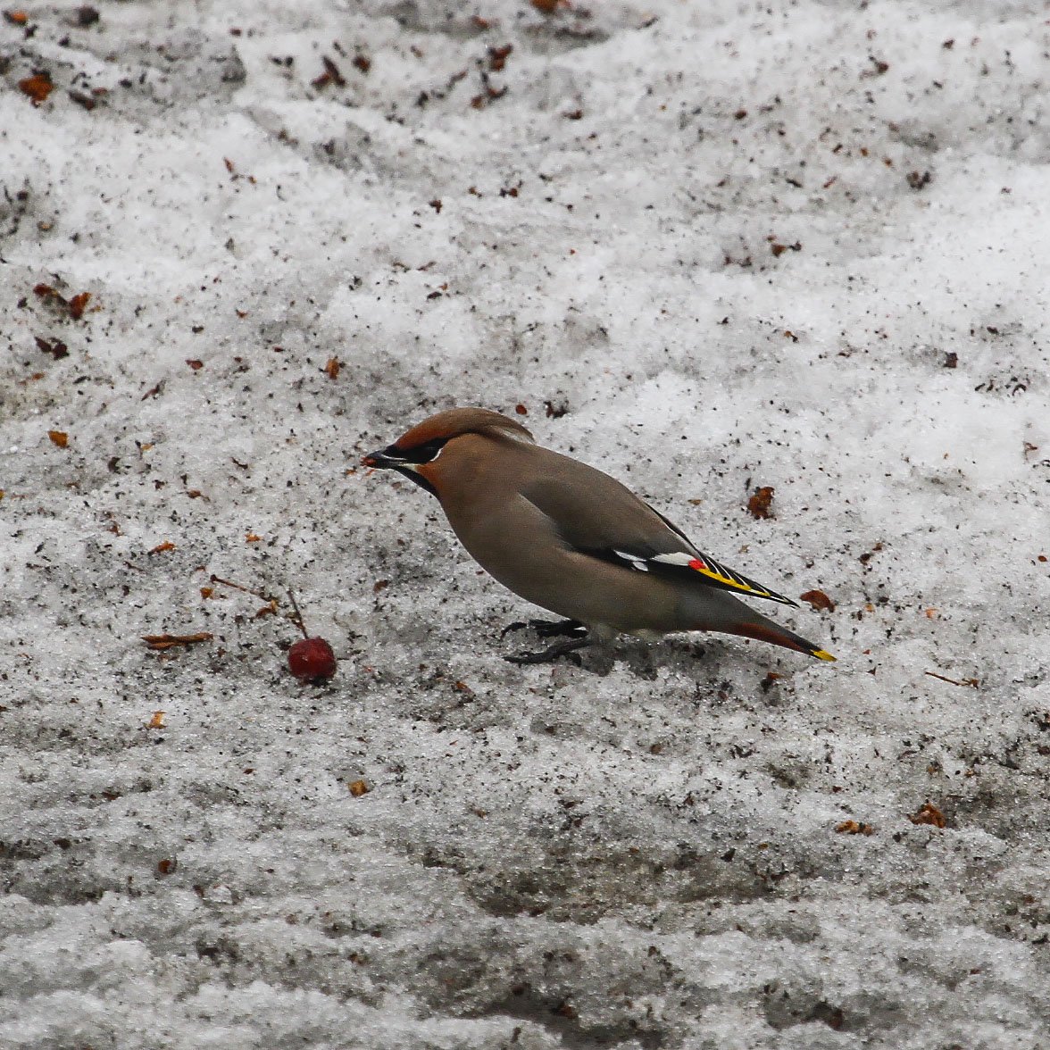 Птицы Алтайского края свиристель