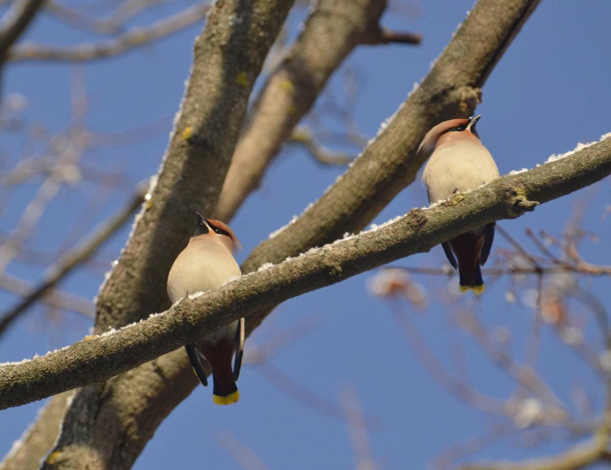 Птицы в Тульской области в ноябре