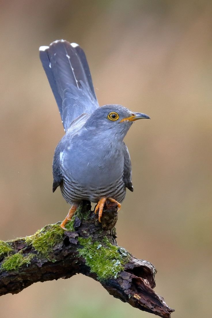 Птица с интересным воротником