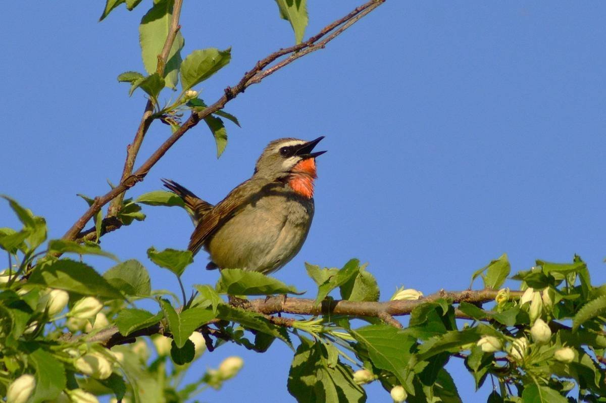 Сибирский Соловей птица
