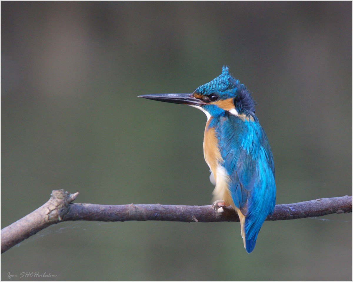 Зимородок птица Нижегородская область