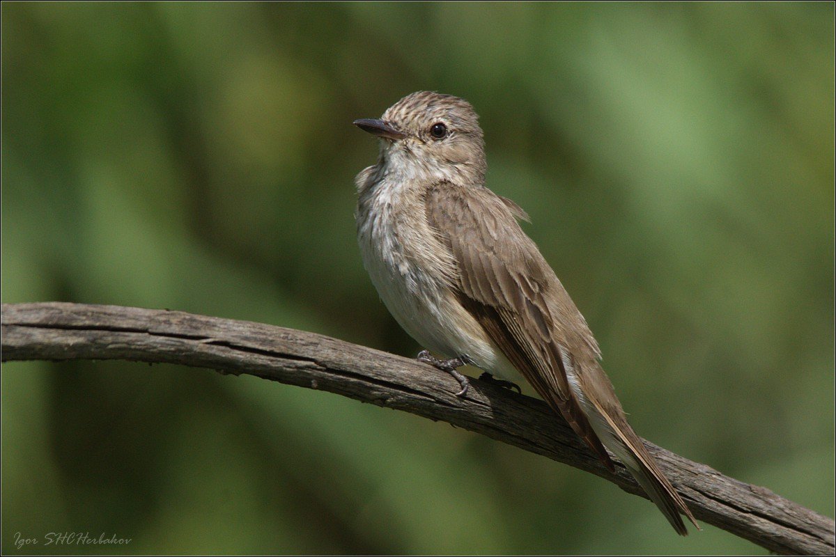 Серая птичка Тульская область